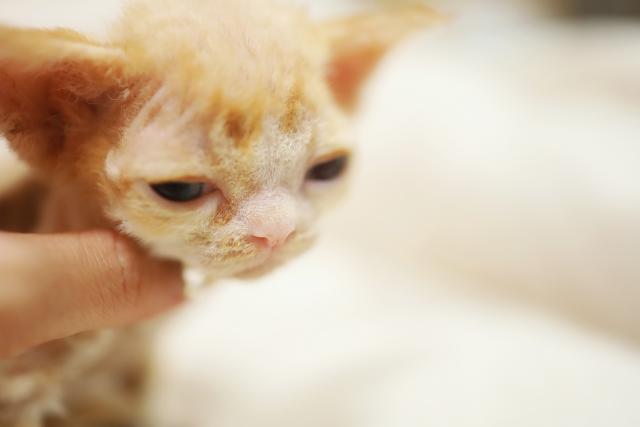 デボンレックス