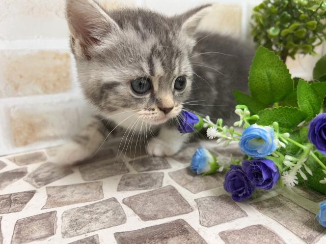 スコティッシュフォールド