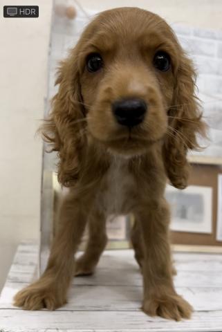 イングリッシュコッカースパニエル