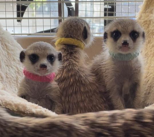 ミーアキャット