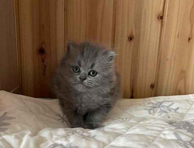 ブリティッシュショートヘア
