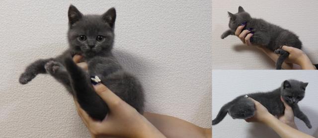 ブリティッシュショートヘア