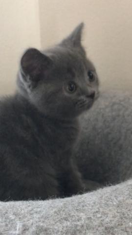ブリティッシュショートヘア