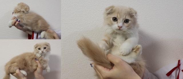 スコティッシュフォールド