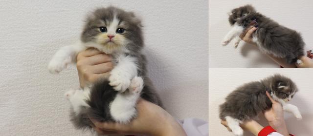 スコティッシュフォールド