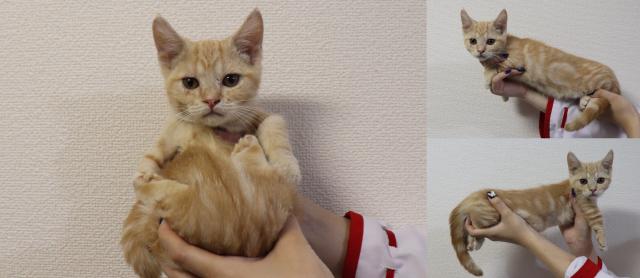 マンチカン短足