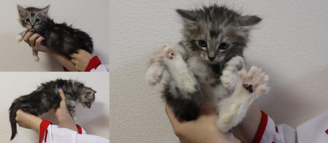 サイベリアン
