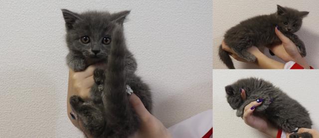 ブリティッシュショートヘア