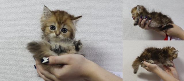 ペルシャ・ヒマラヤン