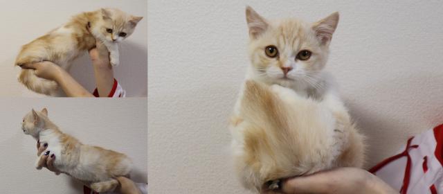 ミヌエット（旧ナポレオン）短足