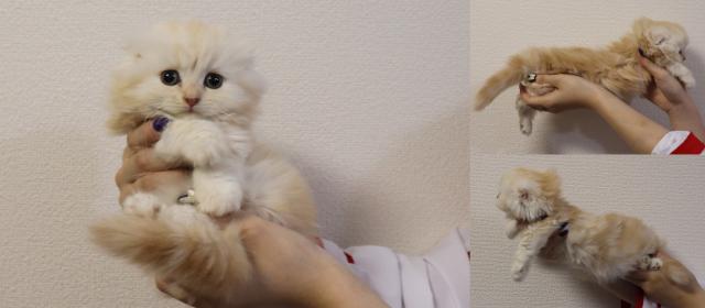 マンチカン短足