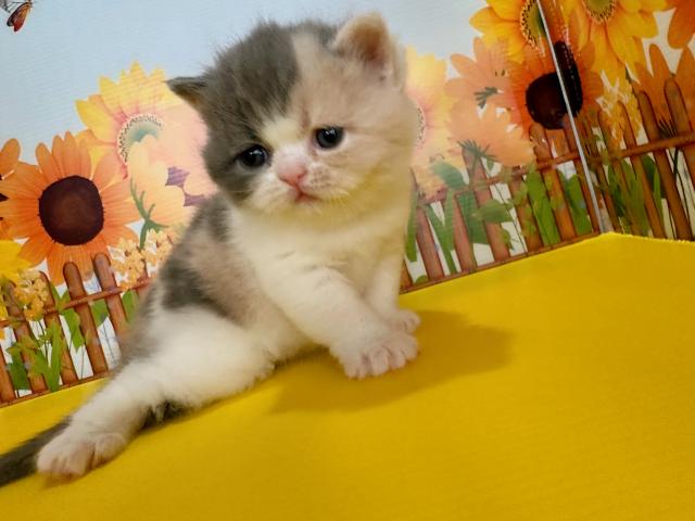 エキゾチックショートヘアーぽぽちゃんbaby