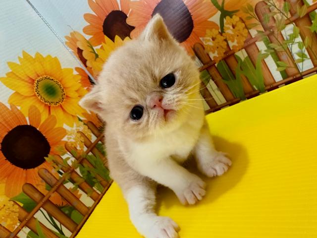 エキゾチックショートヘアーぽぽちゃんbaby