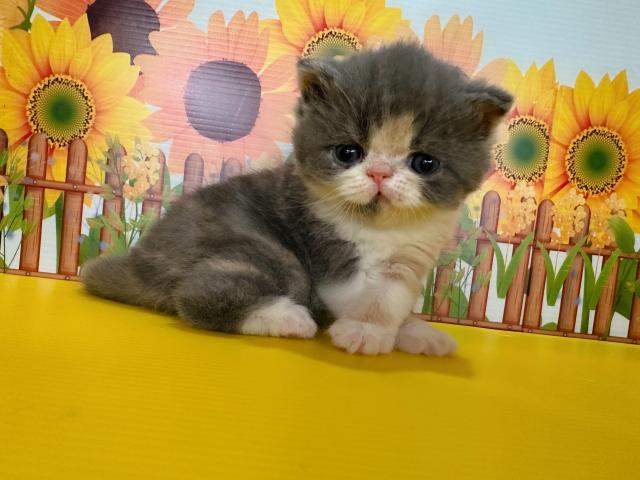 エキゾチックショートヘアーぽぽちゃんbaby