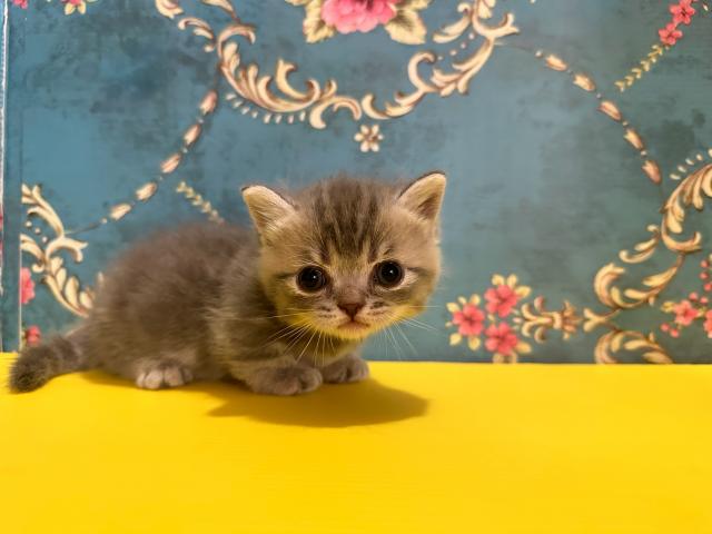 マンチカンもんろーちゃんbaby(短足)