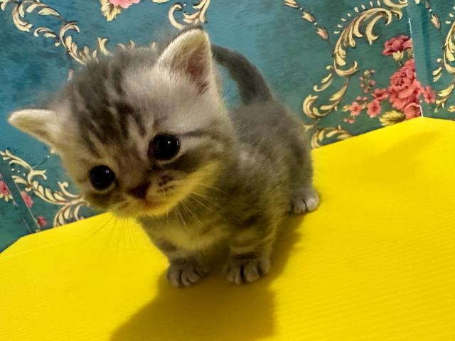 マンチカンもんろーちゃんbaby(短足)