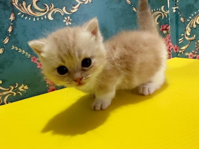 マンチカンもんろーちゃんbaby(短足)