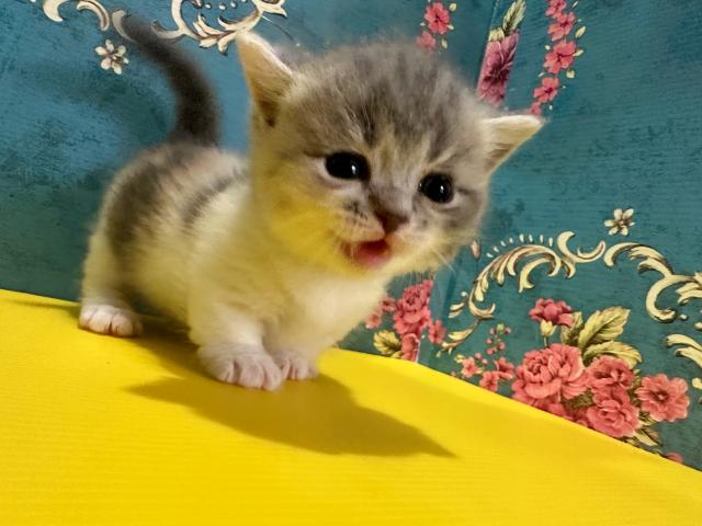 マンチカンもんろーちゃんbaby(短足)