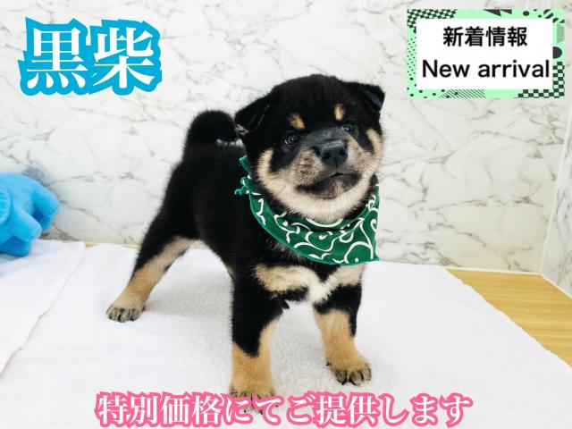 柴犬