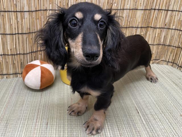 ミニチュアダックスフンド