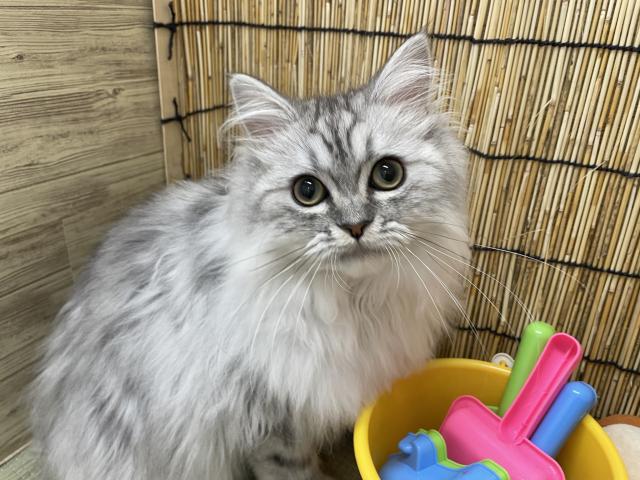 ミヌエット（旧ナポレオン）