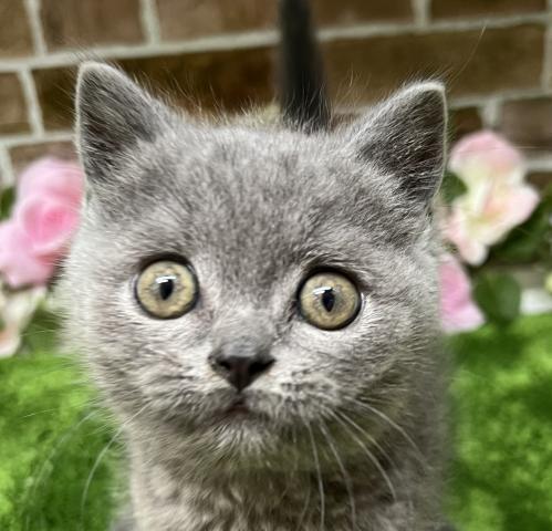 ブリティッシュショートヘア