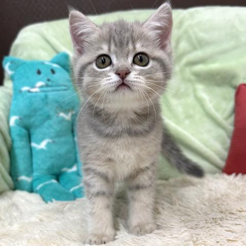 ブリティッシュショートヘア