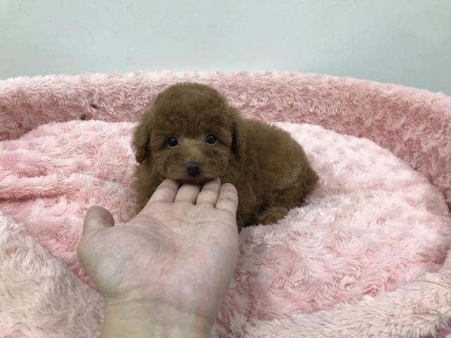 トイプードルトイサイズ予想