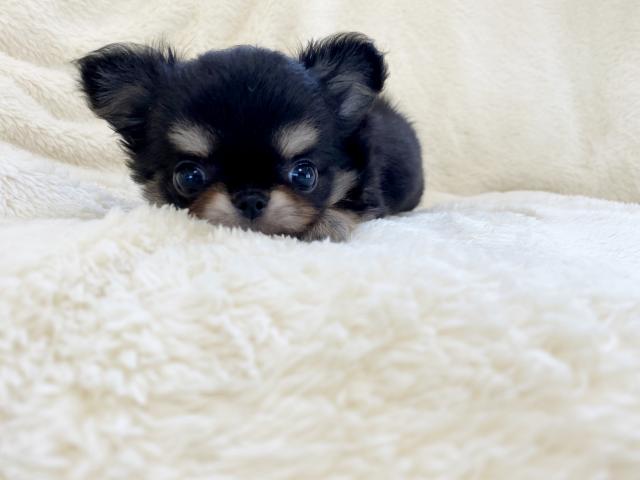 チワワ（ロングコート）