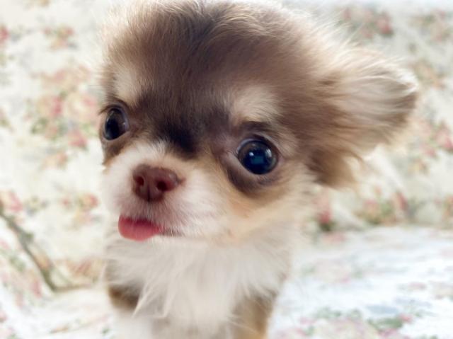 チワワ（ロングコート）