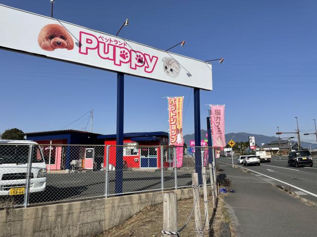 💕ブリーダー直販💕ペットランドPuppy💕