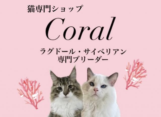 猫専門ショップCoral 