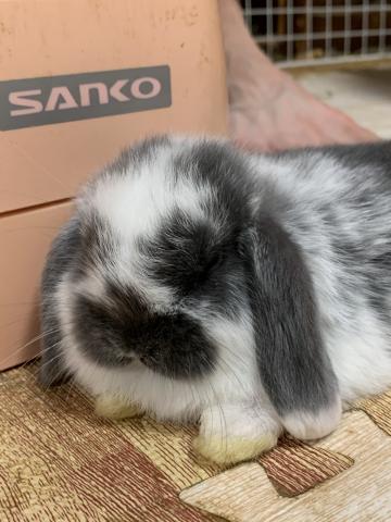 ホーランドロップイヤー