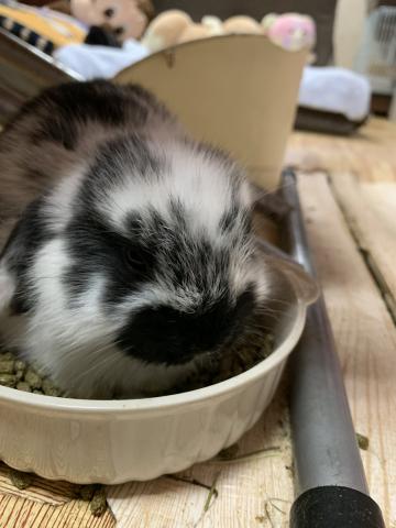 ホーランドロップイヤー