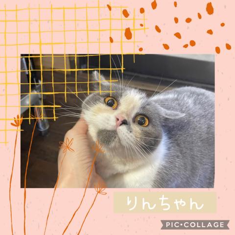 ブリティッシュショートヘア
