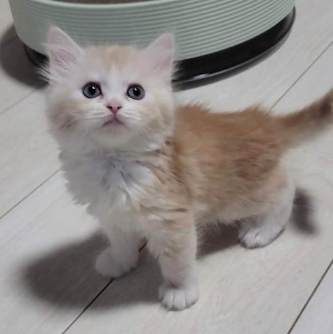 サイベリアン🍀チュロ