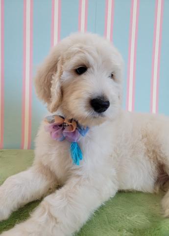 MIXゴールデンドゥードル