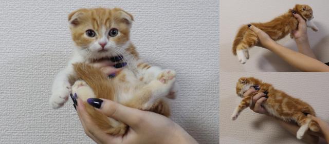 スコティッシュフォールド