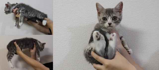 スコティッシュフォールド