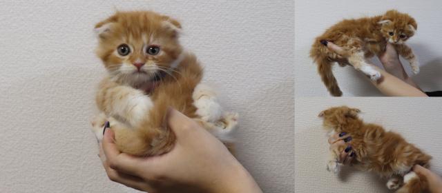 スコティッシュフォールド