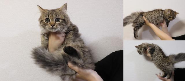 ミヌエット(旧ナポレオン)短足