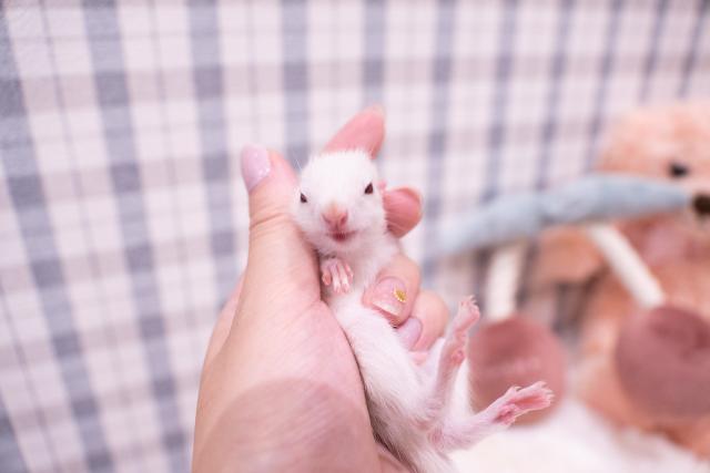 ホワイトシマリス