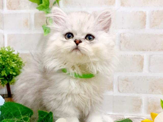 ペルシャ・ヒマラヤン