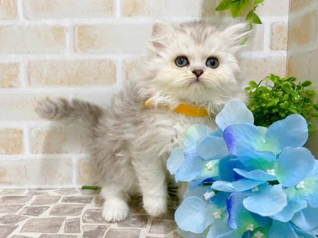 ペルシャ・ヒマラヤン