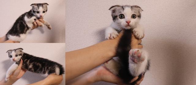 スコティッシュフォールド