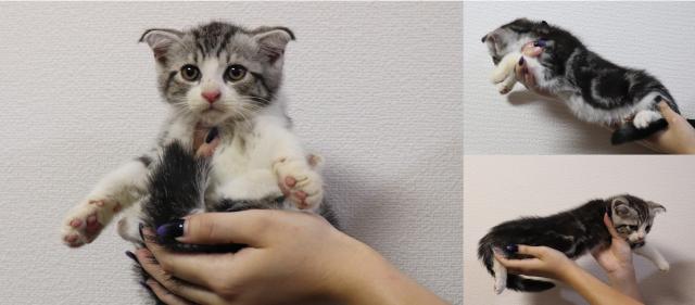 スコティッシュフォールド