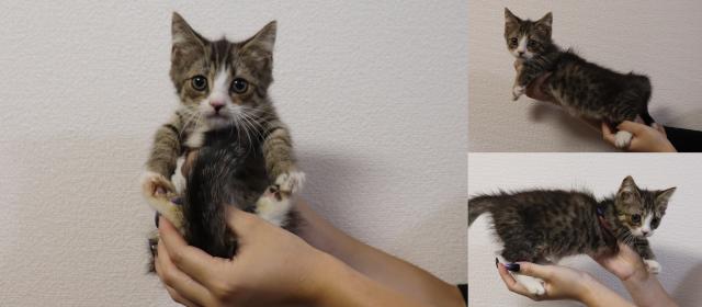 マンチカン短足