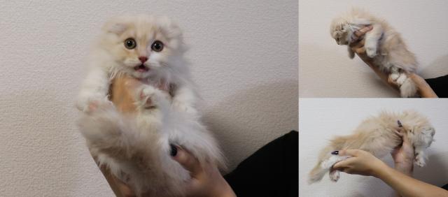 マンチカン短足