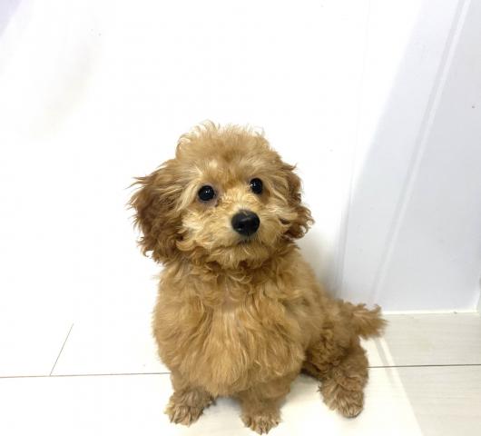 トイプードル