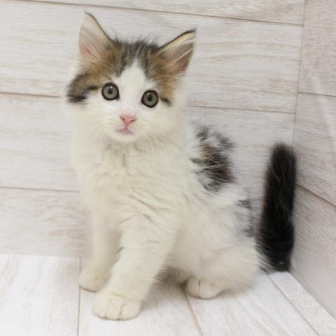 ノルウェージャンフォレストキャット